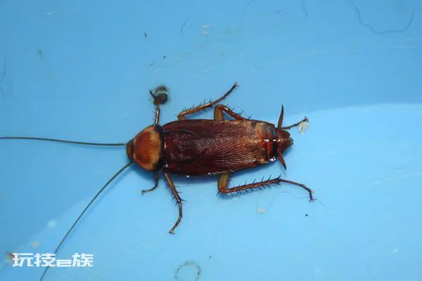 厨房里的蟑螂怎样才能杀干净(家里蟑螂太多怎么办能除根)-图片3