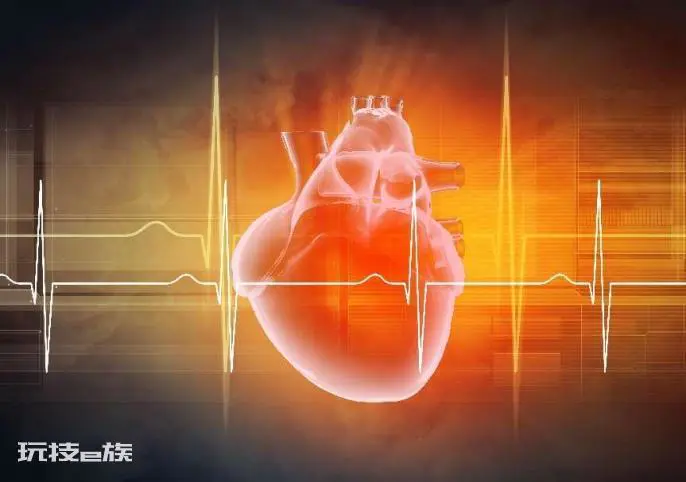 拳头大小的东西,如何“托”起整个生命?-图片1