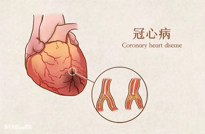拳头大小的东西,如何“托”起整个生命?-图片6