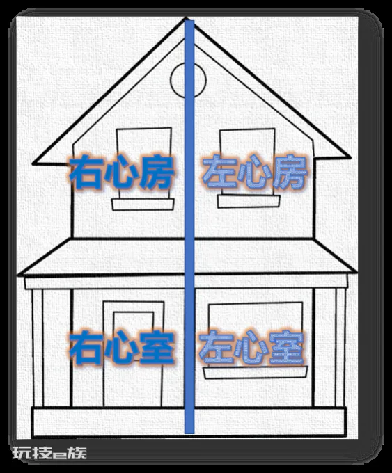 拳头大小的东西,如何“托”起整个生命?-图片3