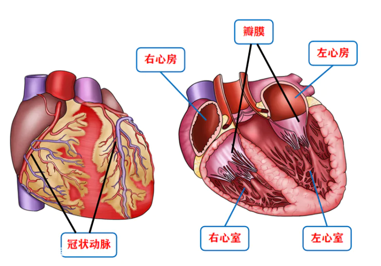 拳头大小的东西,如何“托”起整个生命?-图片4
