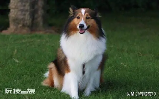 喜乐蒂为什么养的人少(养喜乐蒂牧羊犬的优缺点盘点)-图片1