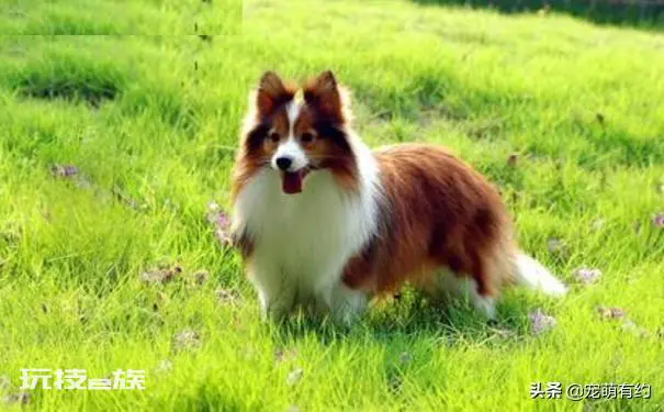 喜乐蒂为什么养的人少(养喜乐蒂牧羊犬的优缺点盘点)-图片2