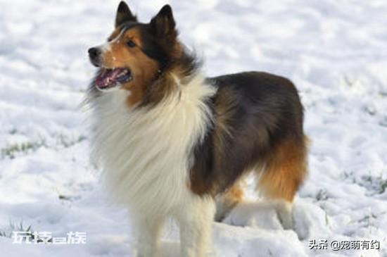 喜乐蒂为什么养的人少(养喜乐蒂牧羊犬的优缺点盘点)-图片3