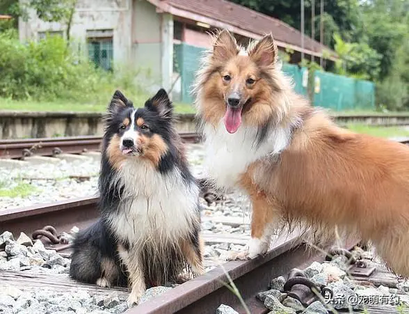 喜乐蒂为什么养的人少(养喜乐蒂牧羊犬的优缺点盘点)-图片4