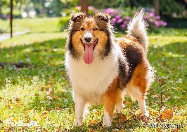 喜乐蒂为什么养的人少(养喜乐蒂牧羊犬的优缺点盘点)-图片5
