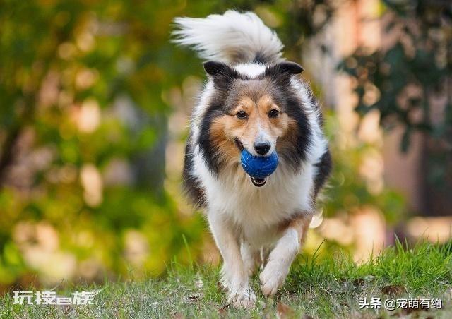 喜乐蒂为什么养的人少(养喜乐蒂牧羊犬的优缺点盘点)-图片6