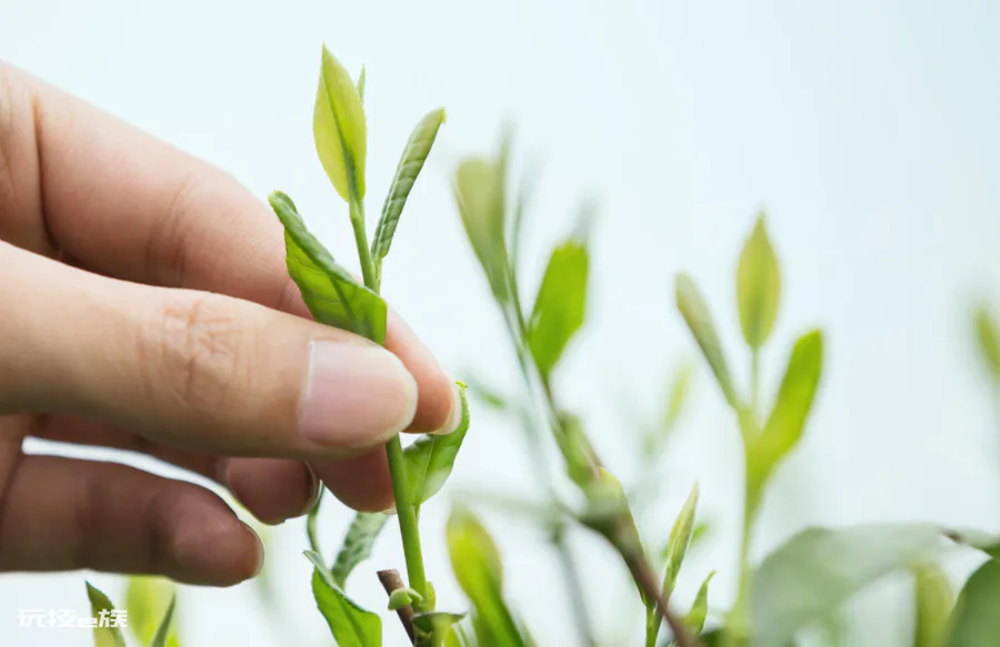 雨前茶和明前茶哪个好(明前茶和雨前茶有多大区别)-图片2