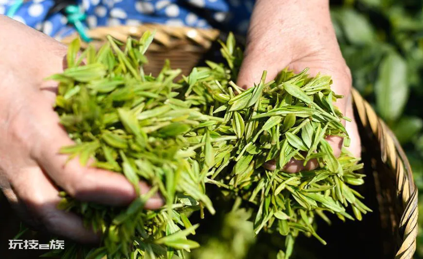 雨前茶和明前茶哪个好(明前茶和雨前茶有多大区别)-图片3