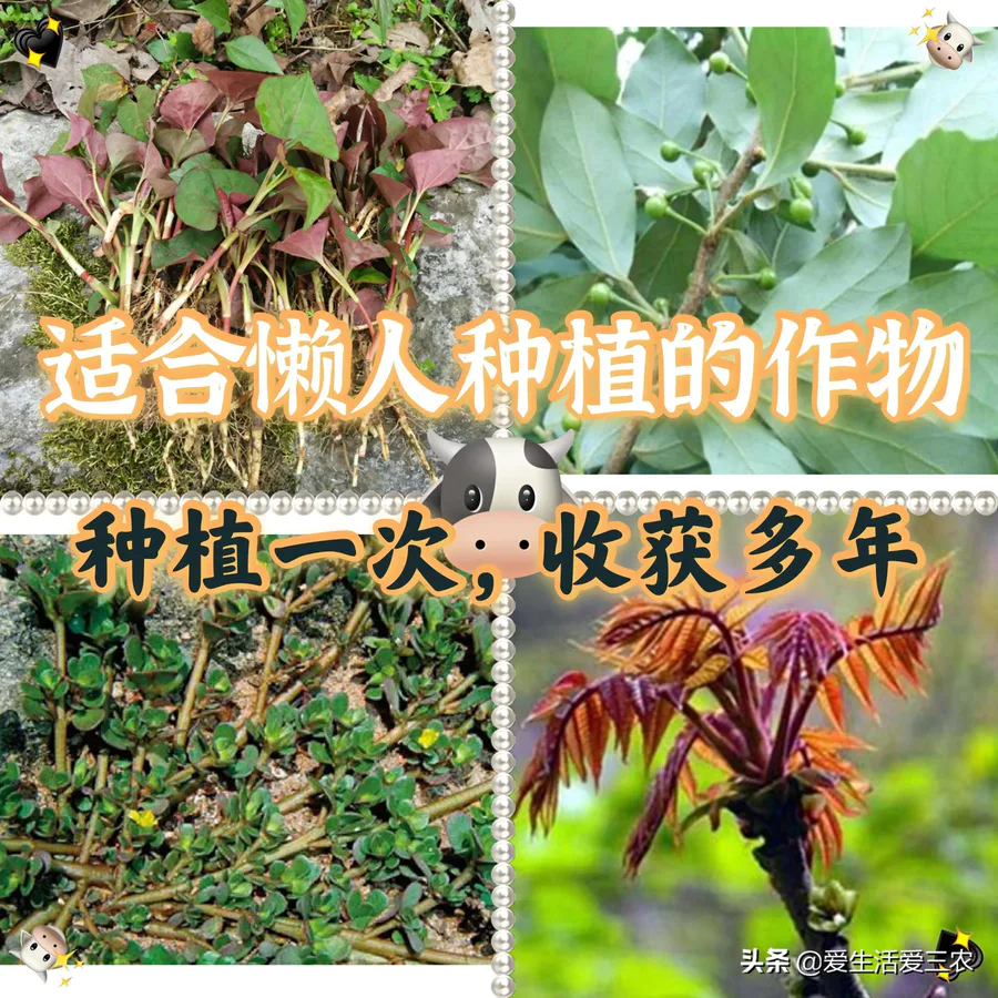 适合懒人种植的经济作物(种植一次多年收获)-图片1