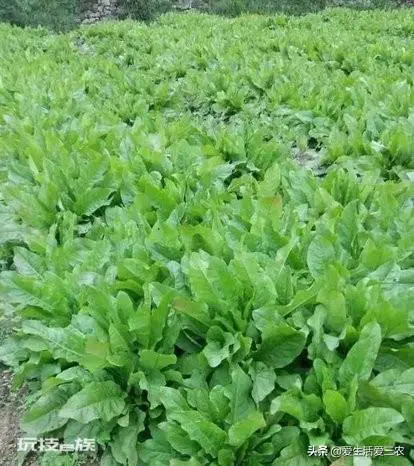 适合懒人种植的经济作物(种植一次多年收获)-图片2
