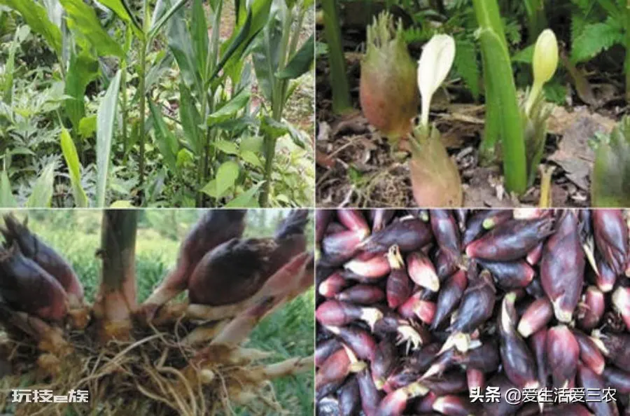 适合懒人种植的经济作物(种植一次多年收获)-图片3