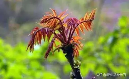 适合懒人种植的经济作物(种植一次多年收获)-图片4