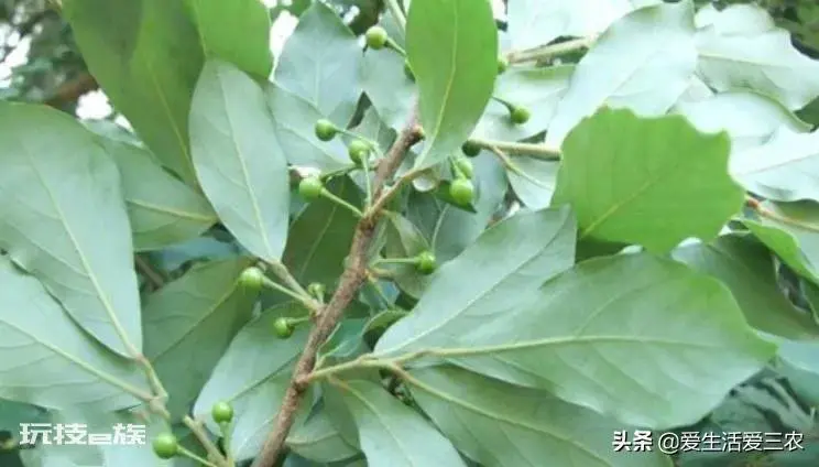 适合懒人种植的经济作物(种植一次多年收获)-图片5