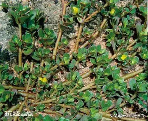 适合懒人种植的经济作物(种植一次多年收获)-图片6