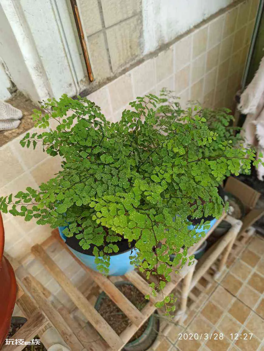 卫生间适合养什么花和植物好(养5种植物在卫生远离异味)-图片3