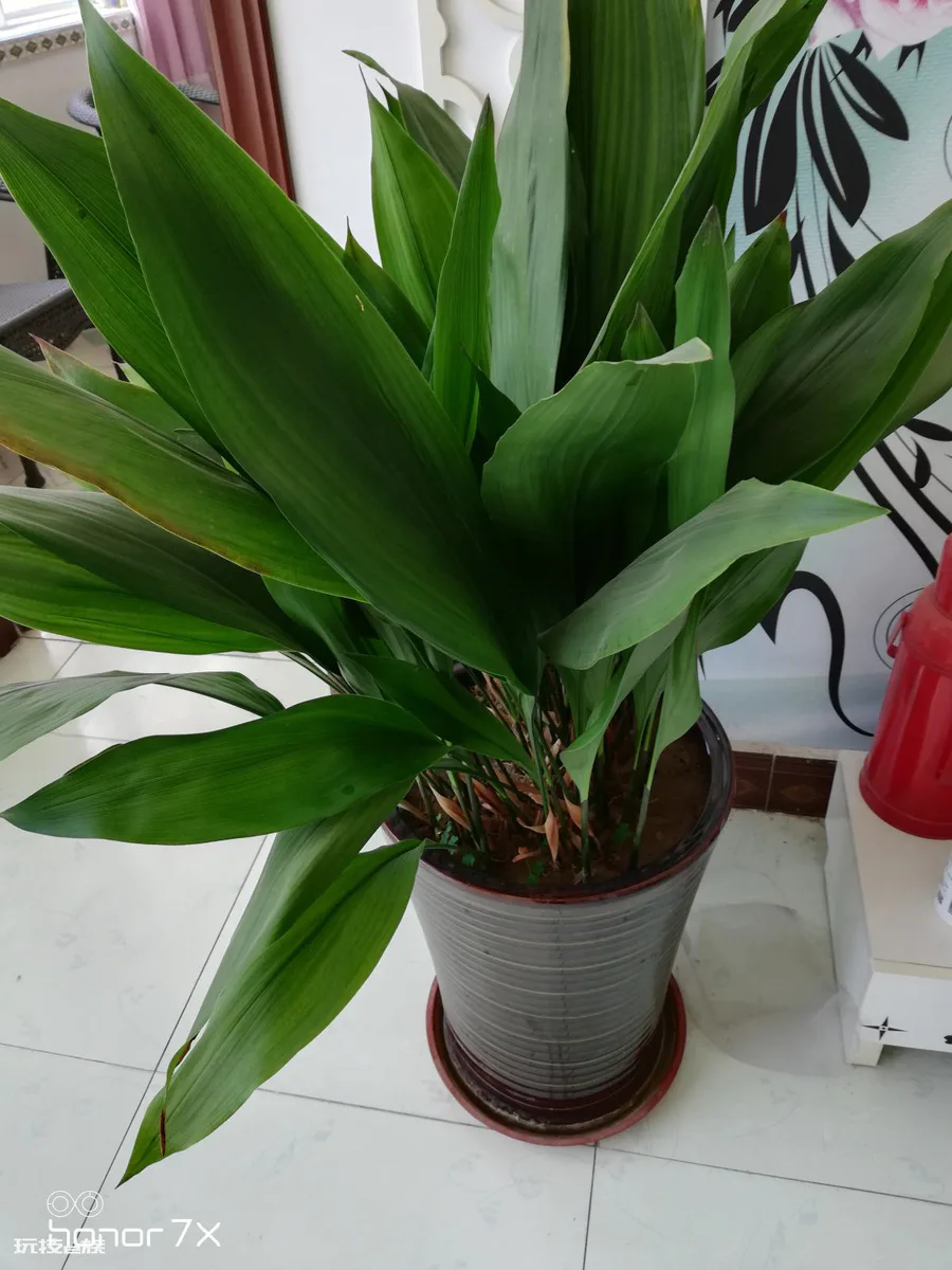 卫生间适合养什么花和植物好(养5种植物在卫生远离异味)-图片4