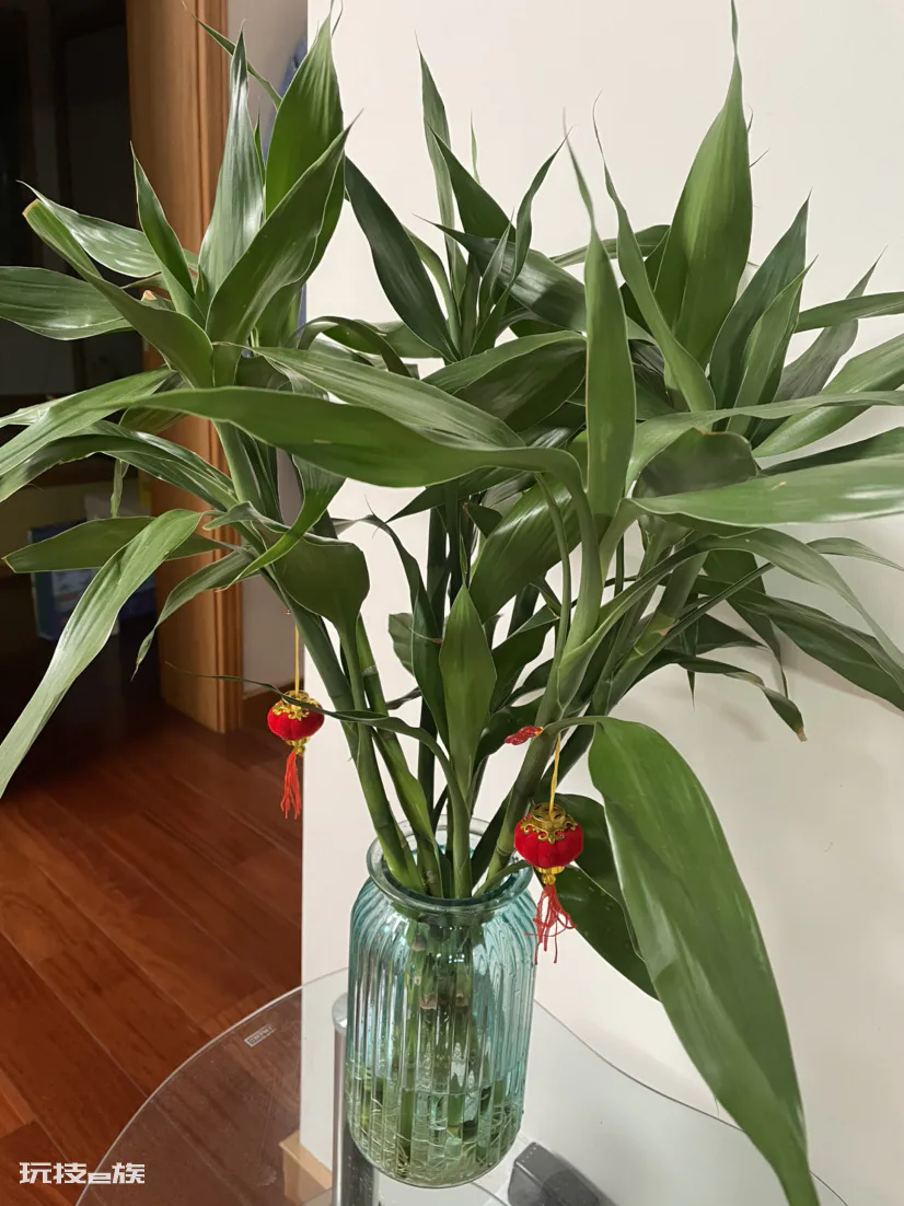 卫生间适合养什么花和植物好(养5种植物在卫生远离异味)-图片5