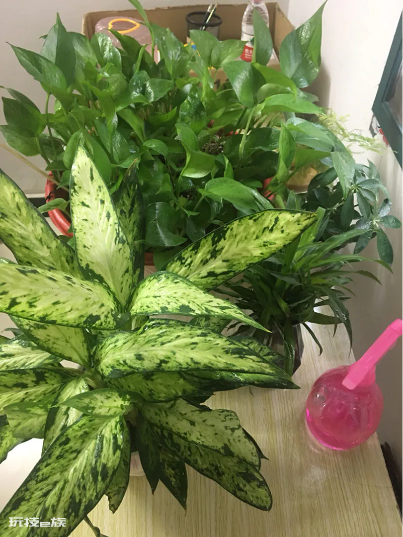 卫生间适合养什么花和植物好(养5种植物在卫生远离异味)-图片6