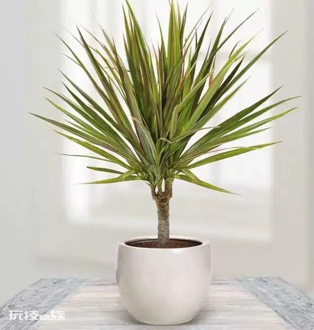 办公室适合摆放什么绿植(特好养的几种办公室观赏植物)-图片6