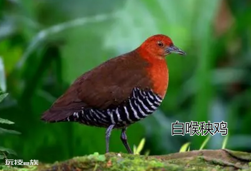 已灭绝又被复活的动物的名称(灭绝多年的物种复活是何原因)-图片15