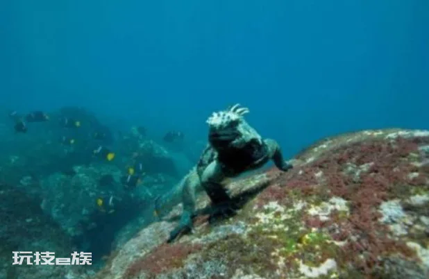 沧龙有多大体型(海洋霸主霍夫曼沧龙是怎么进化来的)-图片4