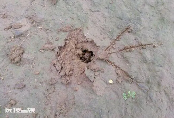 金蝉什么时候出土最多(金蝉选择晚上出土为高峰期)-图片5