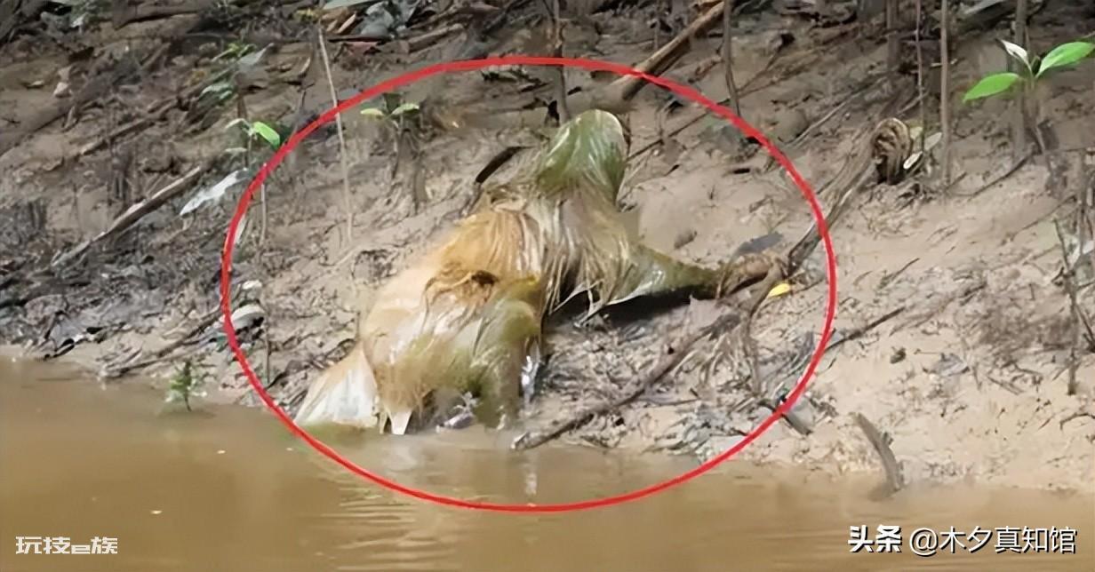 水猴子是什么样子的(水猴子真面目是水獭吗)-图片1