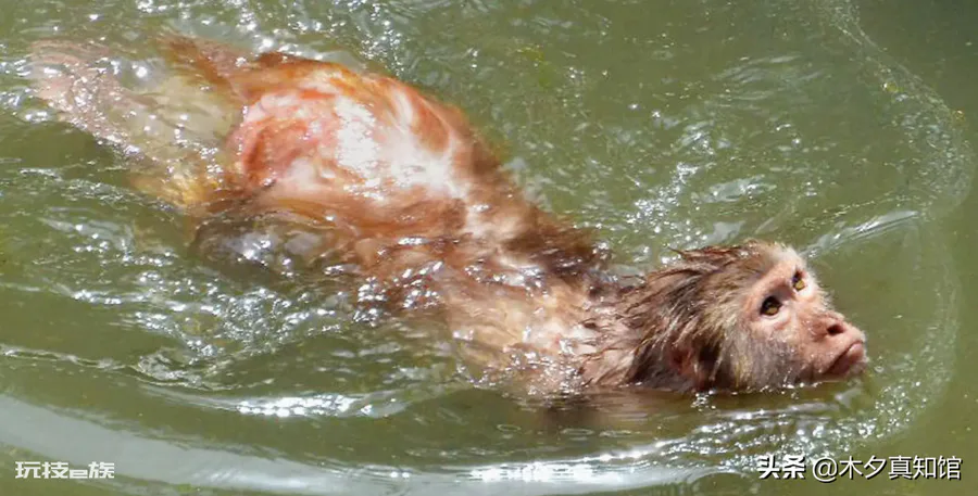 水猴子是什么样子的(水猴子真面目是水獭吗)-图片2