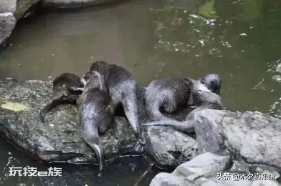 水猴子是什么样子的(水猴子真面目是水獭吗)-图片5