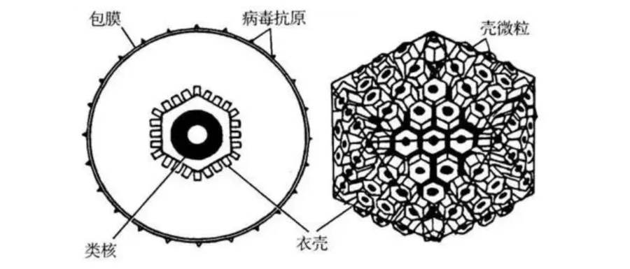 “嘴”下留情,这种行为可能会害了孩子!-图片3