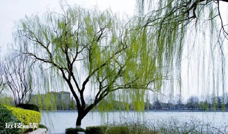 坟前栽什么树比较好(坟前种树的讲究)-图片5