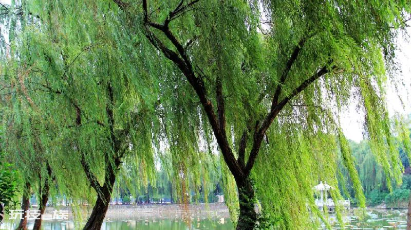 坟前栽什么树比较好(坟前种树的讲究)-图片6