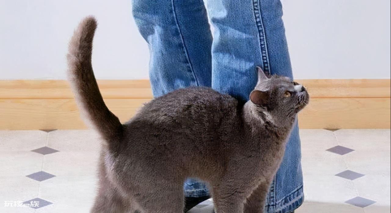 猫咪会想念主人吗(主人去上班猫咪想念主人的5大表现)-图片6