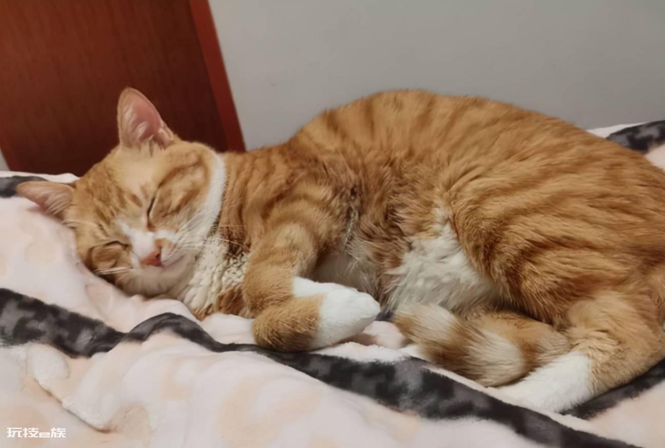 猫咪会想念主人吗(主人去上班猫咪想念主人的5大表现)-图片3