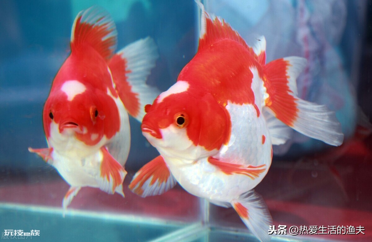 什么金鱼最好养适合新手(家里哪种金鱼抗病性强又易养活)-图片2