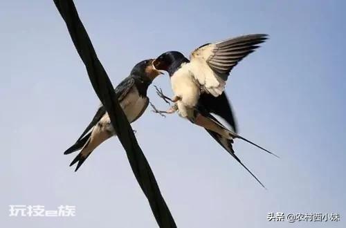 燕子南飞到哪里去了(燕子为什么要长途跋涉这么远往南飞)-图片2