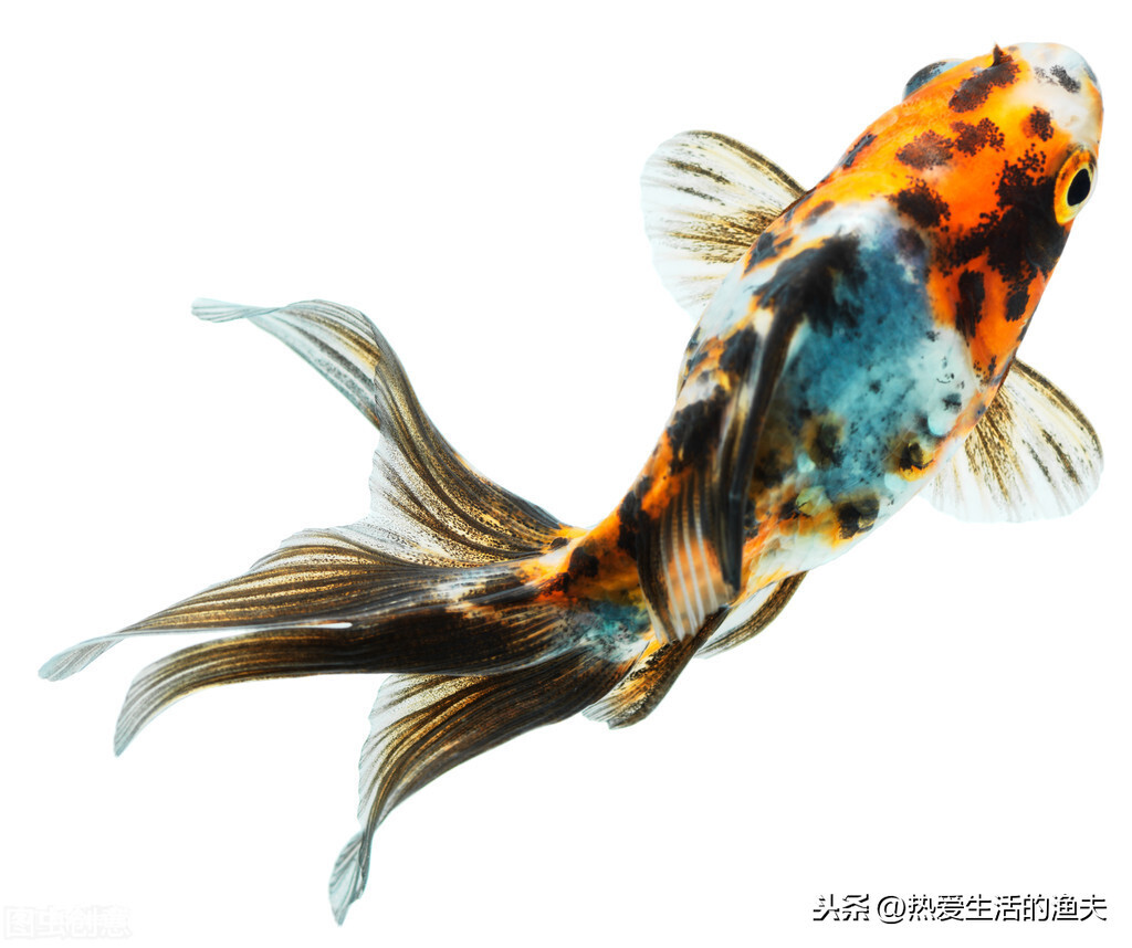 什么金鱼最好养适合新手(家里哪种金鱼抗病性强又易养活)-图片1