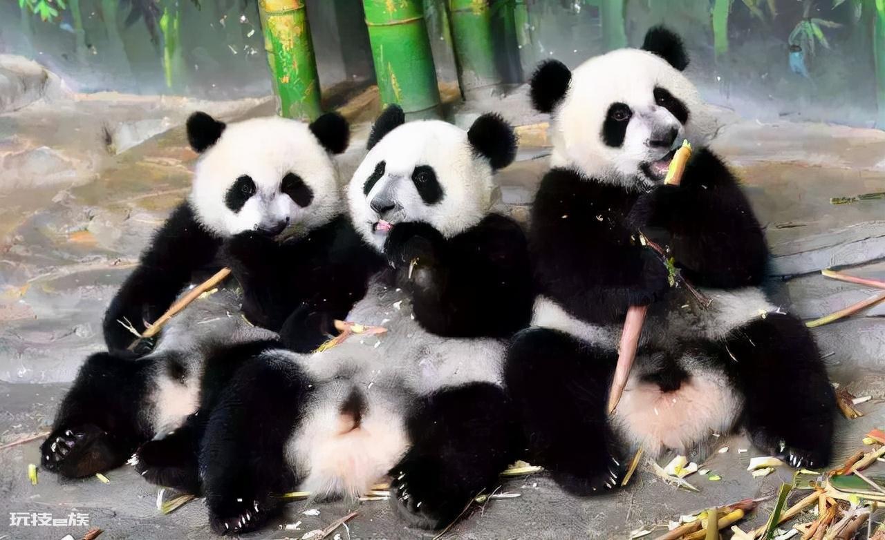 熊猫的黑眼圈有什么作用(熊猫为什么会有黑白皮毛)-图片2