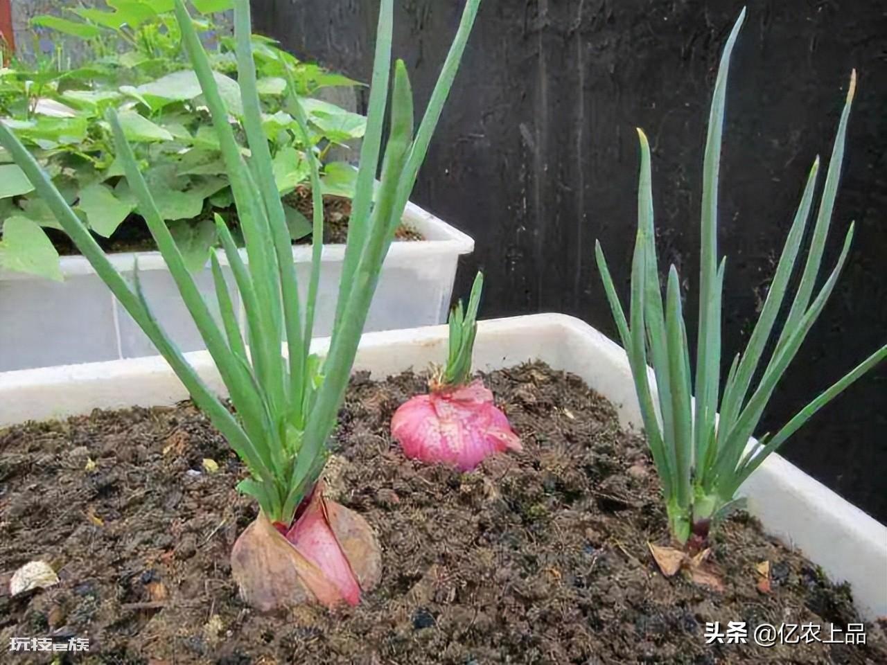 洋葱发芽长出来像葱一样的可以吃吗（洋葱发芽可以种植吗）-图片2