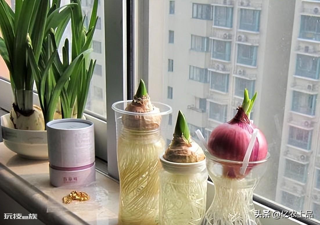 洋葱发芽长出来像葱一样的可以吃吗（洋葱发芽可以种植吗）-图片4