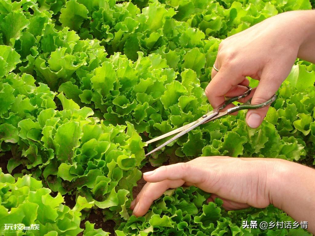 一年四季种菜时间表(你知道不同时间该种什么农作物吗)-图片1