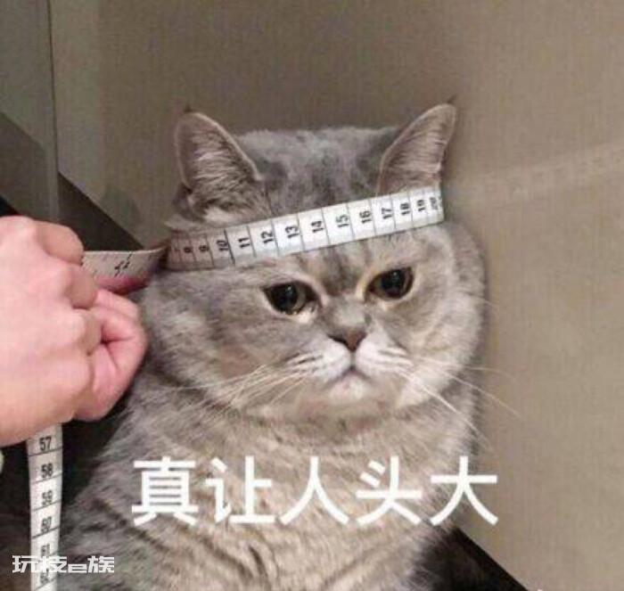 新手养英短还是美短(过来人告诉你英短猫和美短猫哪个好)-图片1