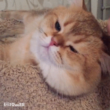 新手养英短还是美短(过来人告诉你英短猫和美短猫哪个好)-图片5