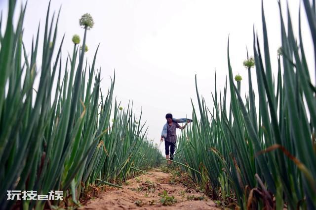 栽大葱用什么肥料最好(想要大葱长得好就必须用这四种肥)-图片2