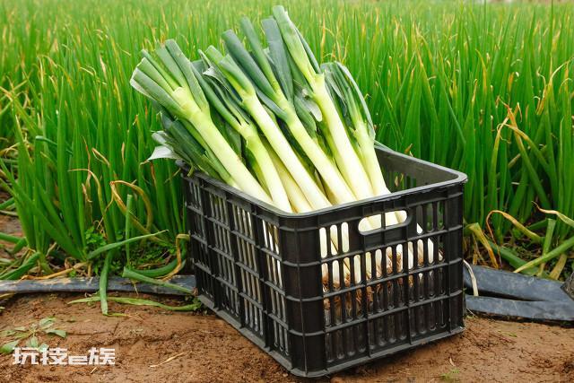栽大葱用什么肥料最好(想要大葱长得好就必须用这四种肥)-图片6
