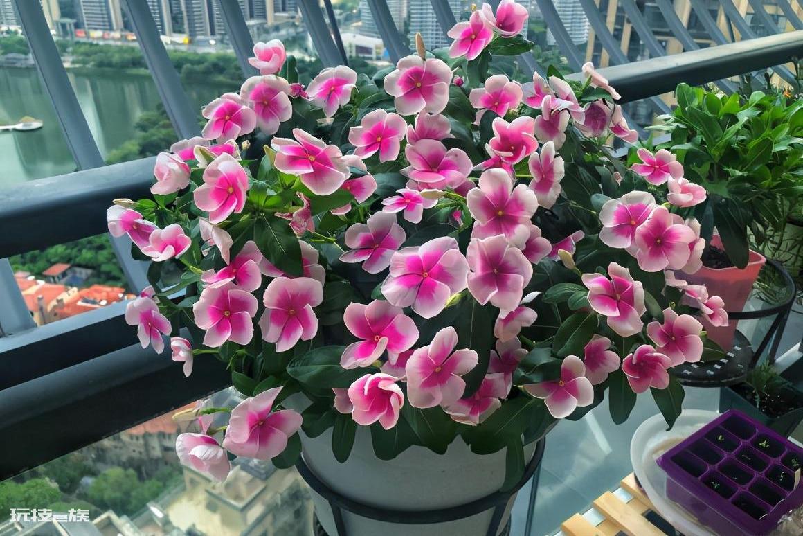 什么花好养一年四季都开花(养护管理很简单的好养花卉)-图片1