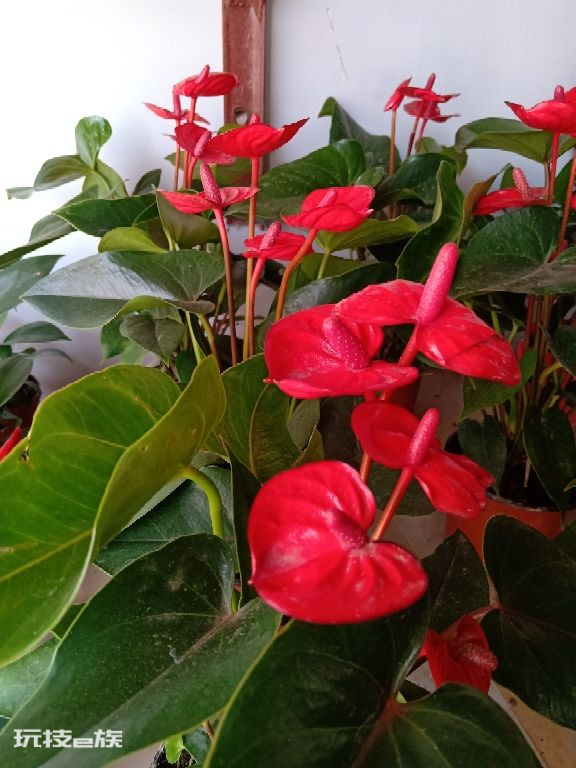 什么花好养一年四季都开花(养护管理很简单的好养花卉)-图片4
