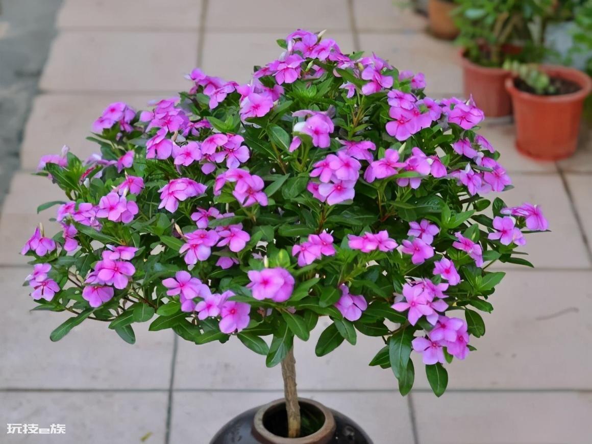 什么花好养一年四季都开花(养护管理很简单的好养花卉)-图片5