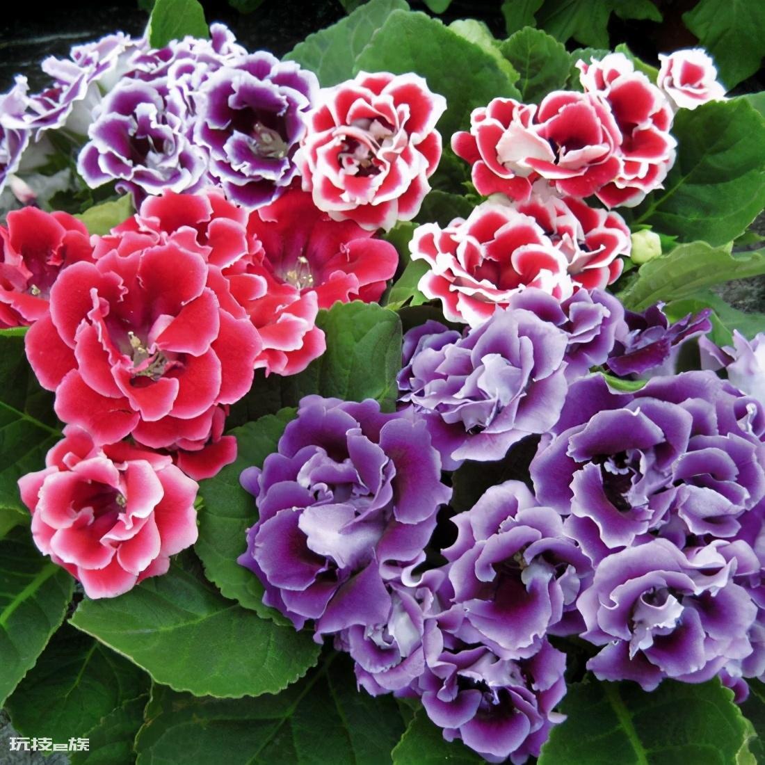 什么花好养一年四季都开花(养护管理很简单的好养花卉)-图片13